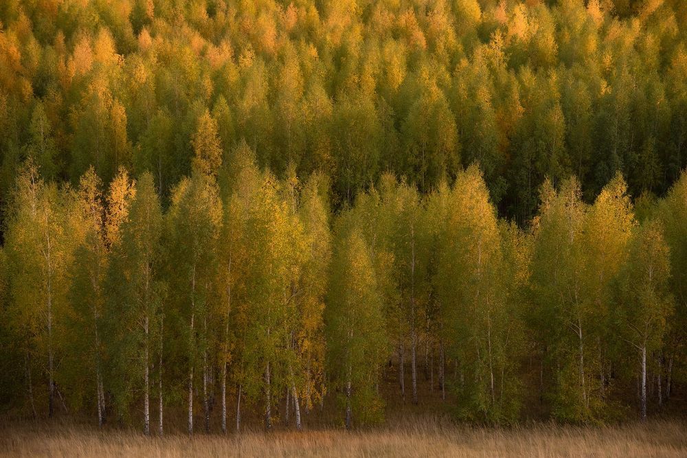 Осенние краски