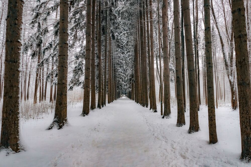 Красота зимнего леса