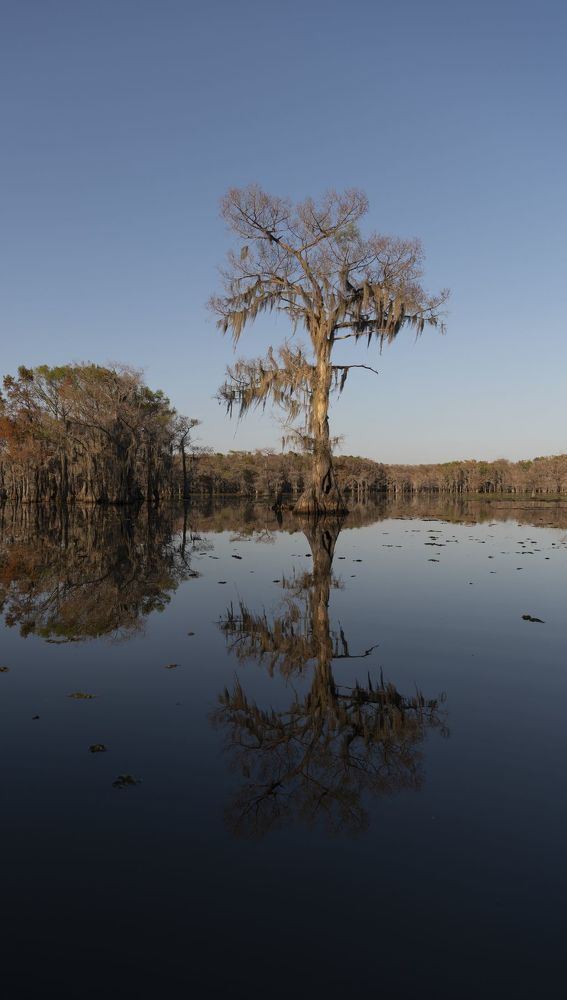 Swamps of Texas and Louisiana