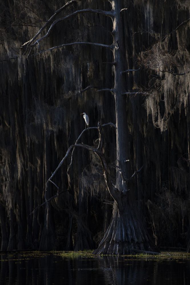Swamps of Texas and Louisiana