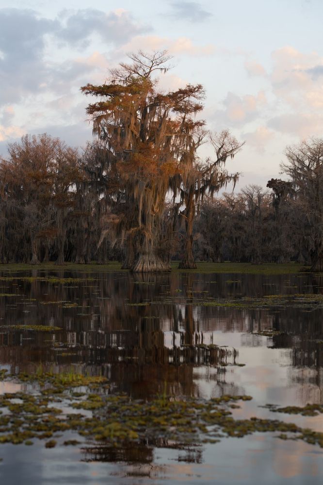 Swamps of Texas and Louisiana