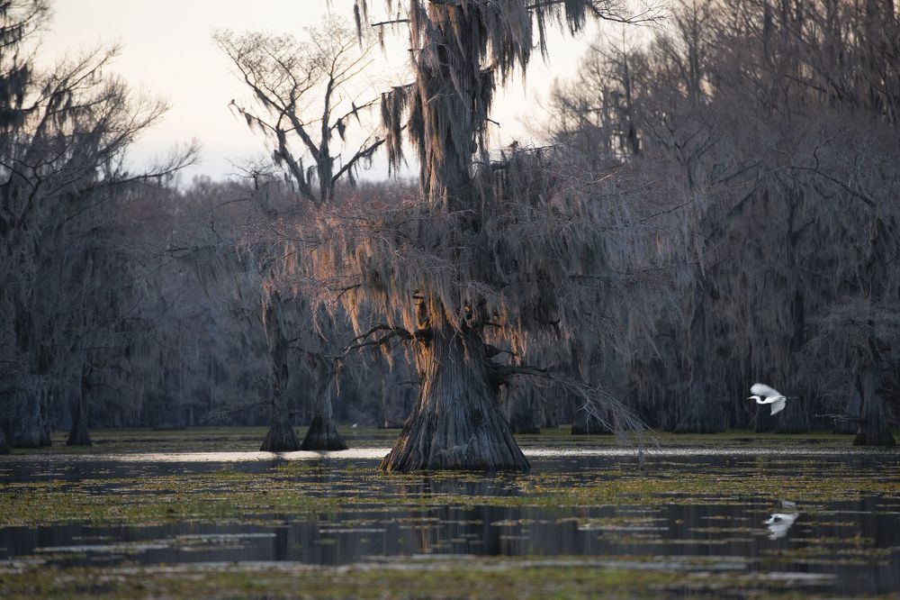 Swamps of Texas and Louisiana