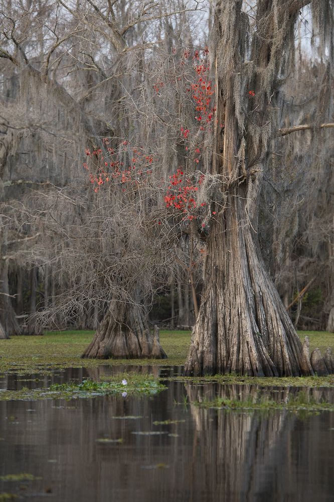Swamps of Texas and Louisiana