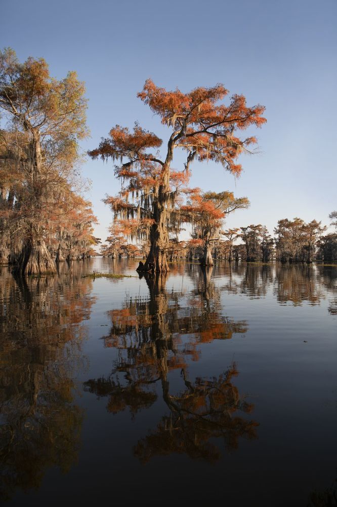 Swamps of Texas and Louisiana