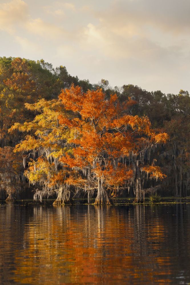 Swamps of Texas and Louisiana