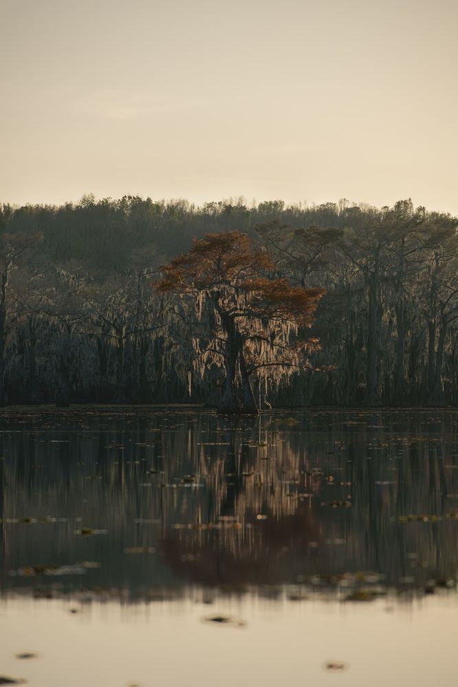 Swamps of Texas and Louisiana