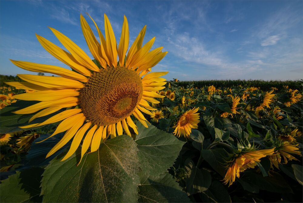 sunflowers...