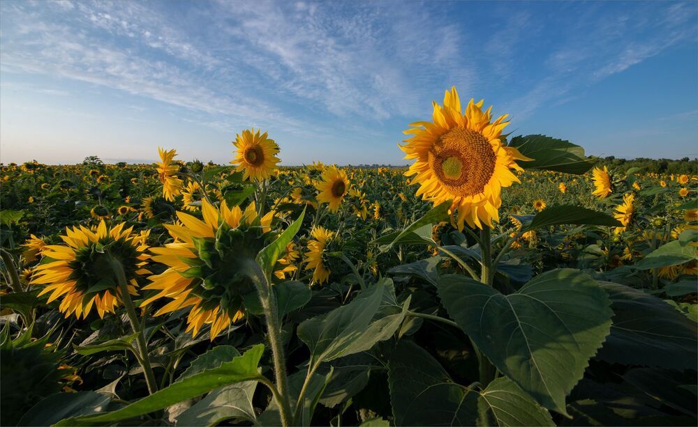 sunflowers...