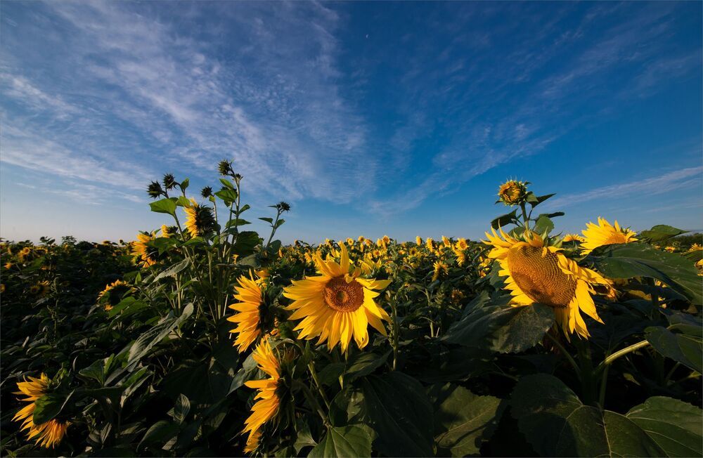 sunflowers...