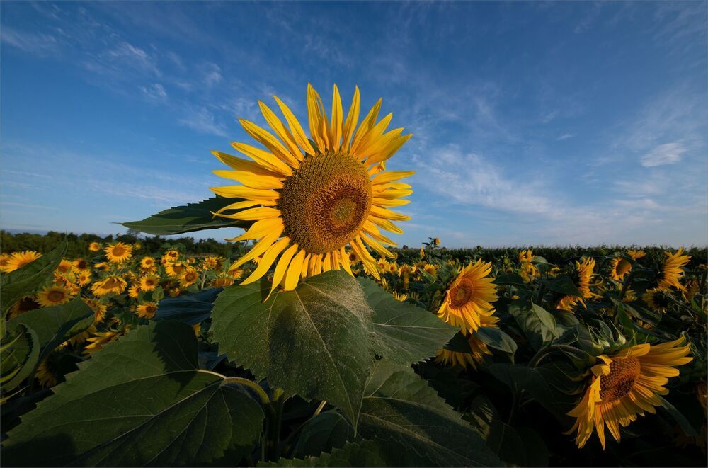 sunflowers...