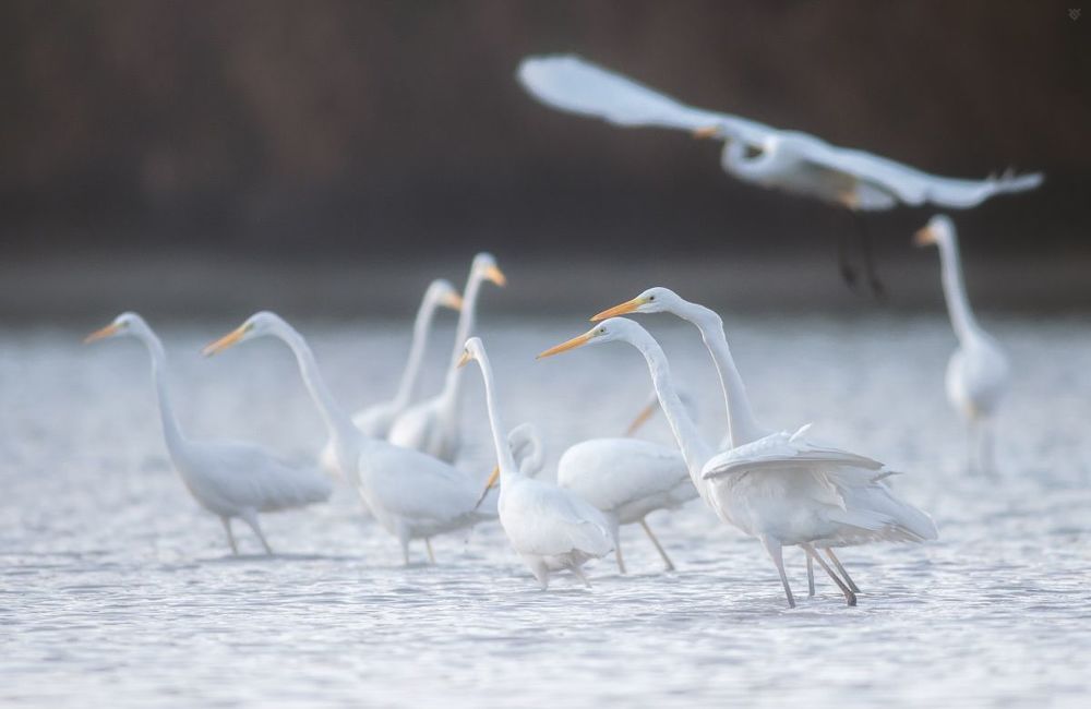 Ardea alba