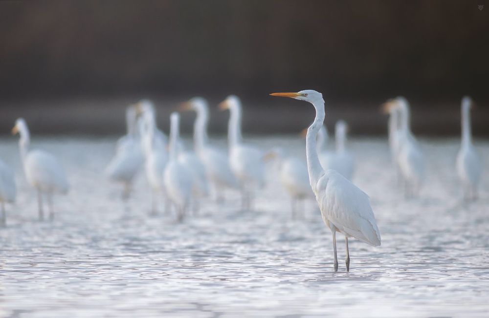 Ardea alba