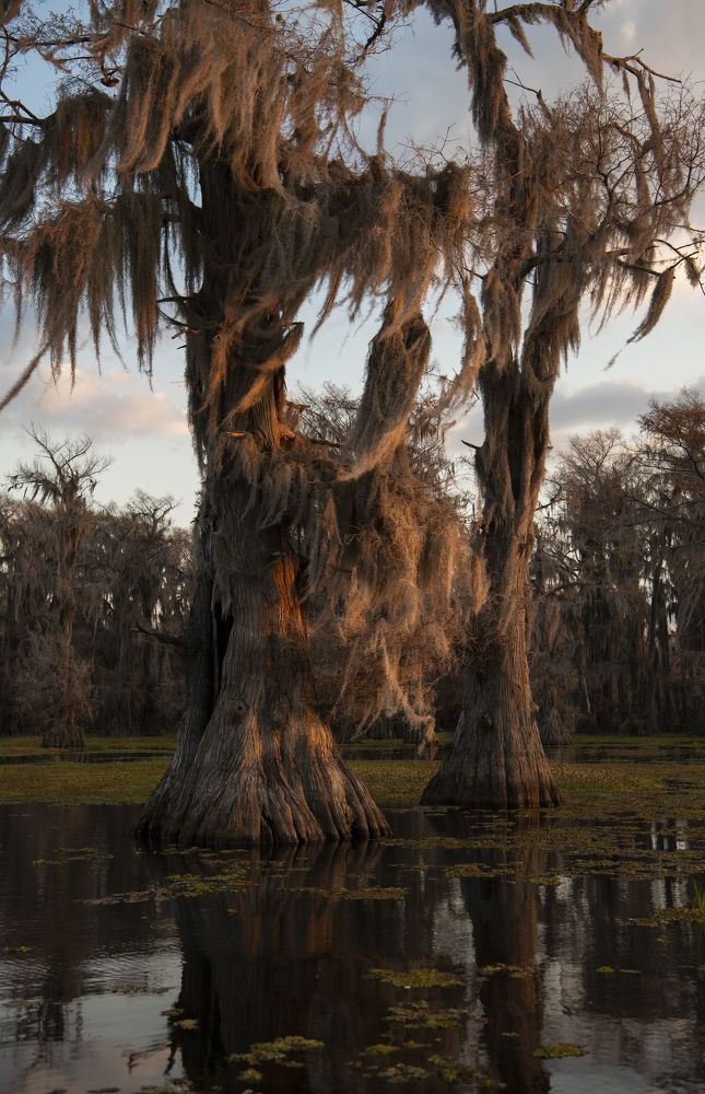 Swamps of Texas and Louisiana