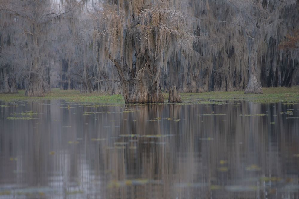 Swamps of Texas and Louisiana