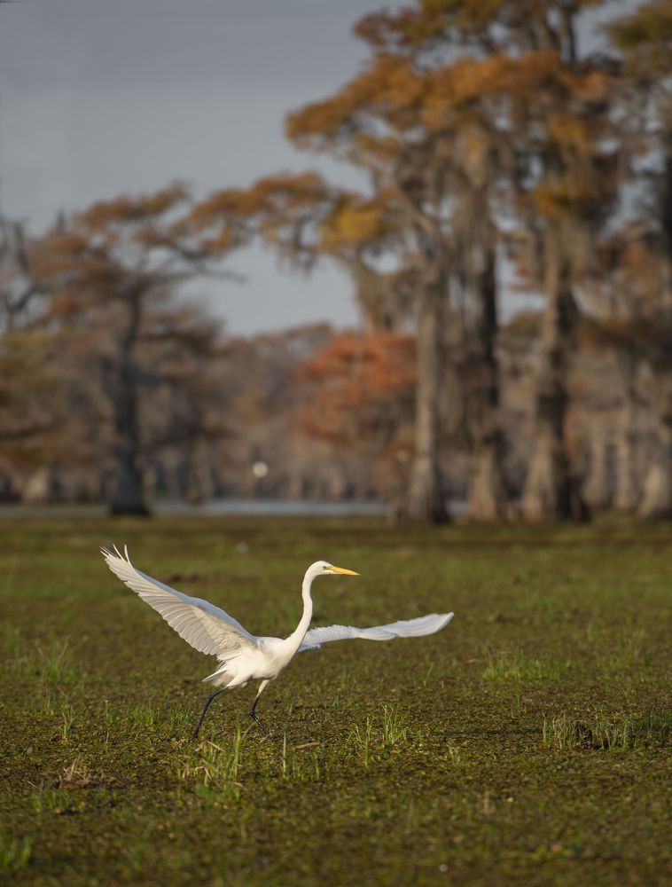 Swamps of Texas and Louisiana