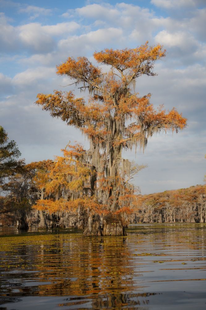 Swamps of Texas and Louisiana