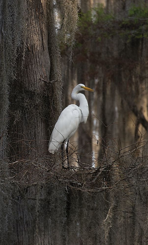 Swamps of Texas and Louisiana