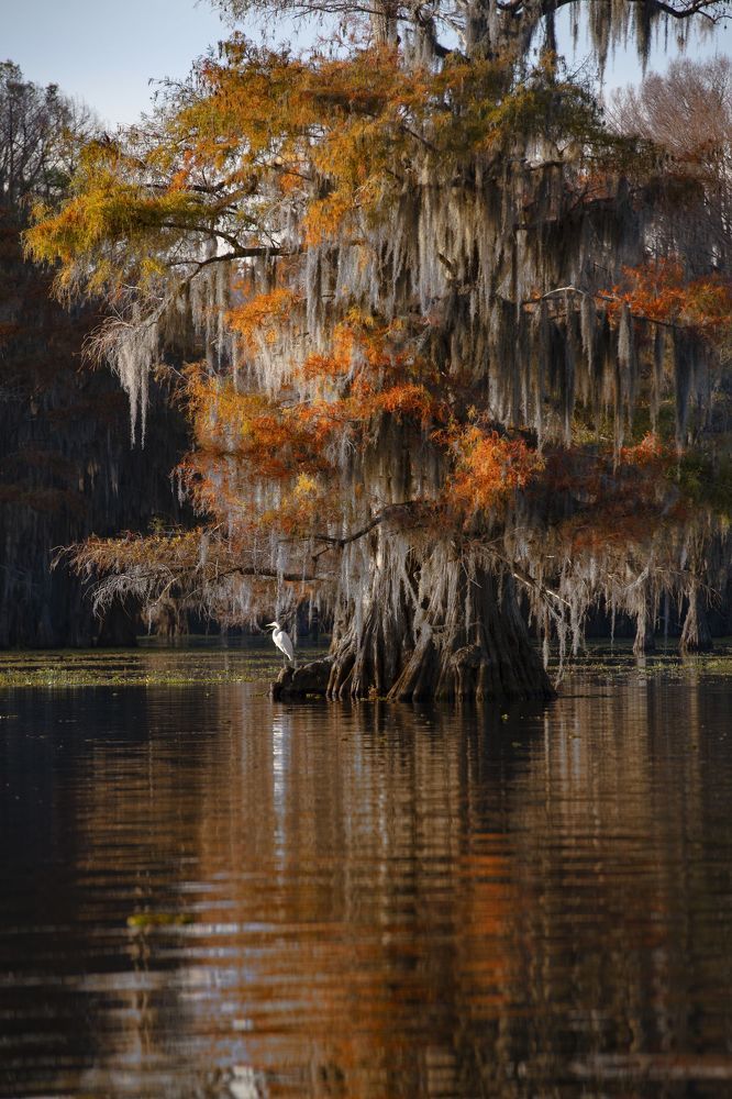 Fishing in the Swamps of Texas and Louisiana