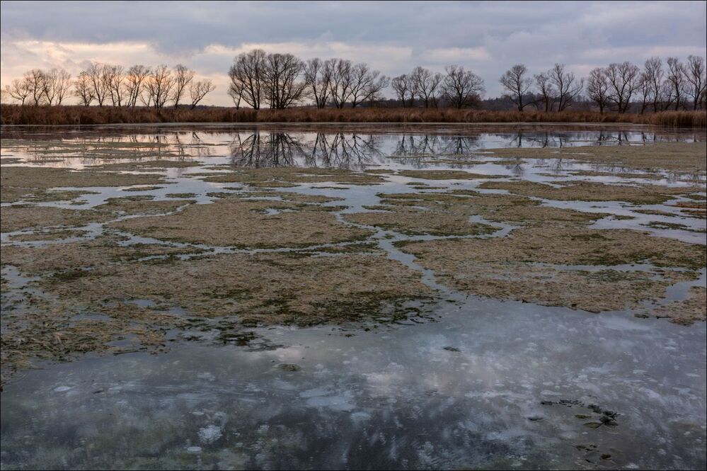 Водоросли на поверхности льда