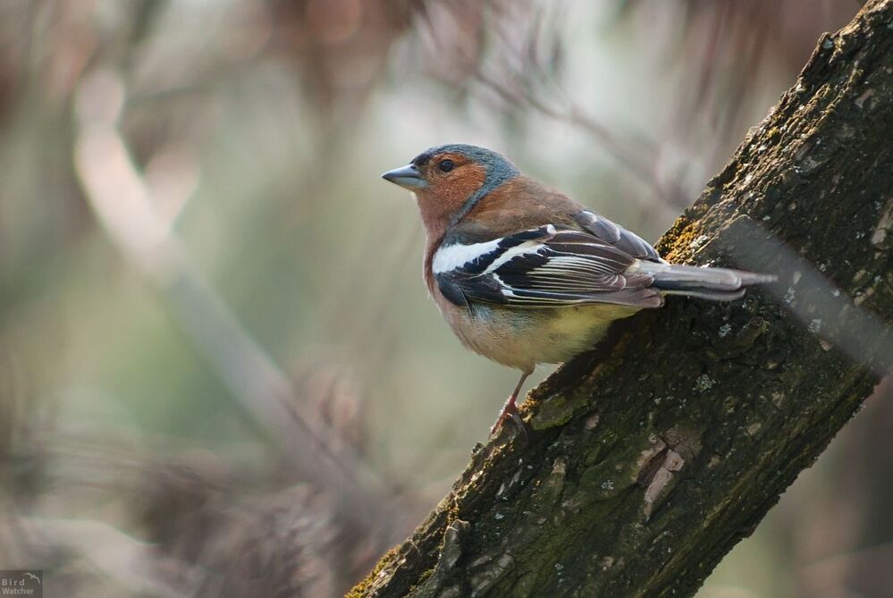 Fringilla coelebs