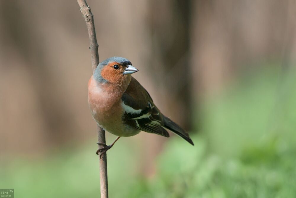 Fringilla coelebs