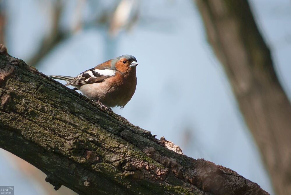 Fringilla coelebs