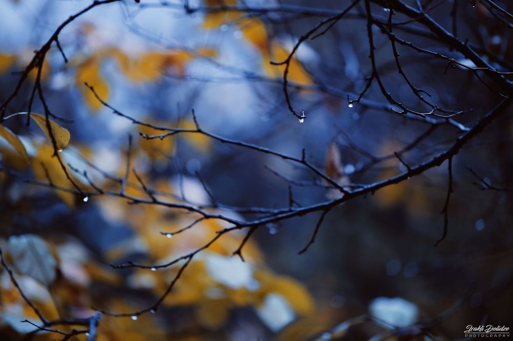 Rainy morning