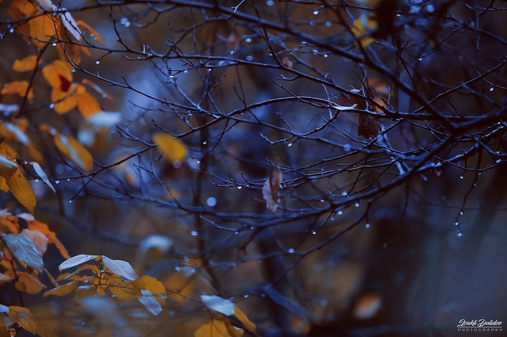 Rainy morning