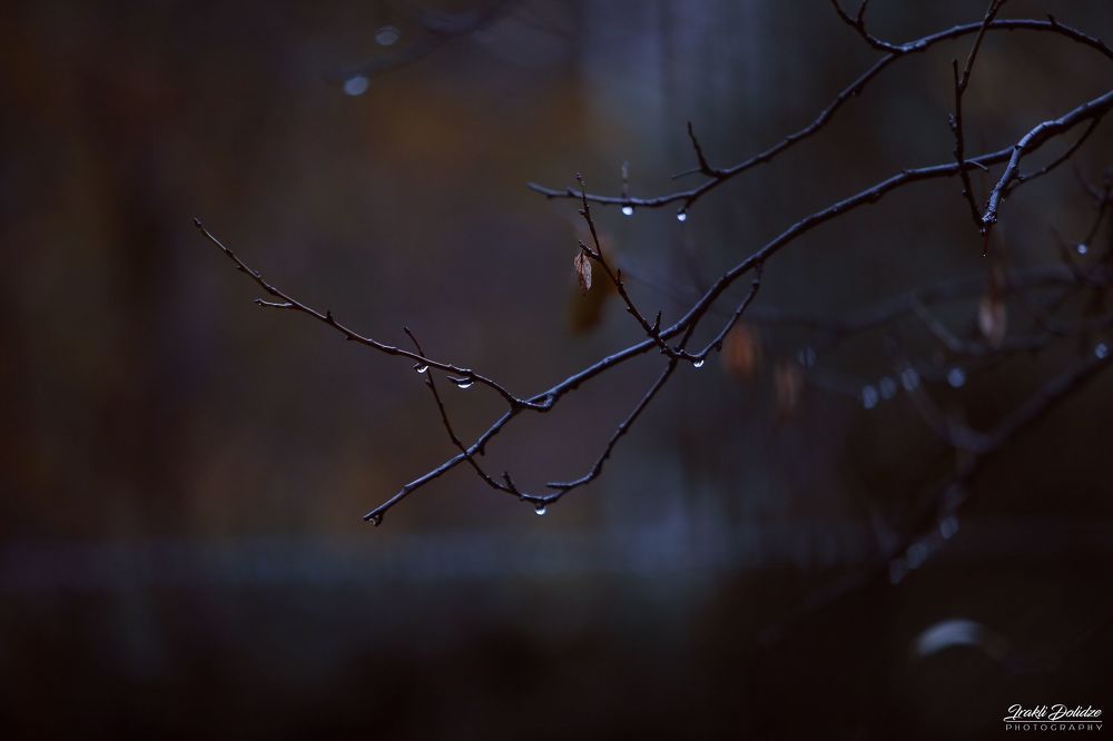 Rainy morning