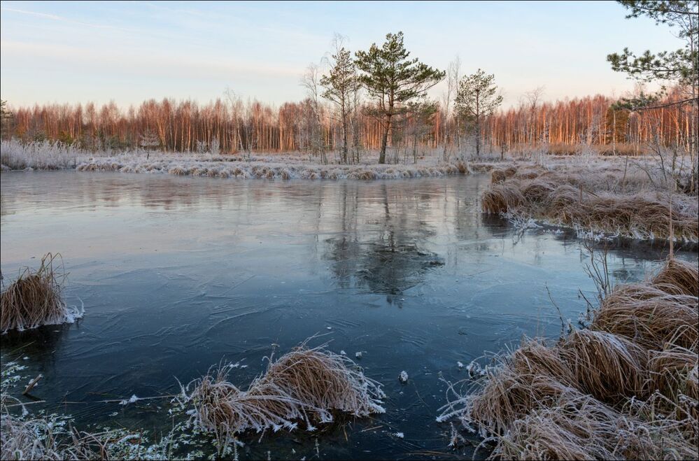 Нежно розовым осветило березняк