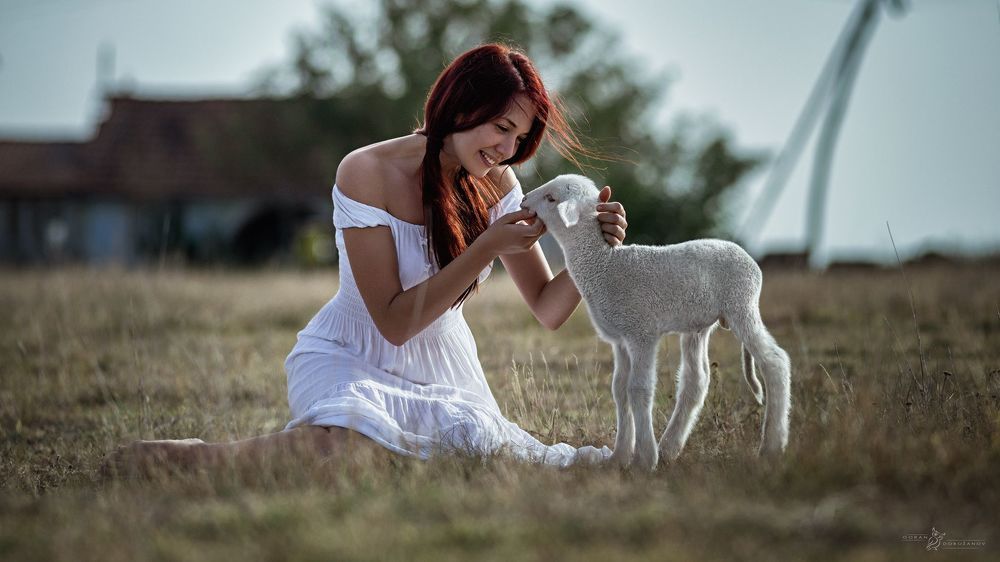 Nine Picture Story-The Lost Lamb