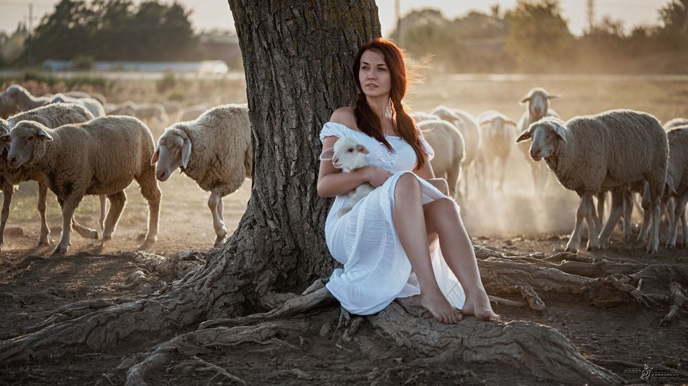 Nine Picture Story-The Lost Lamb