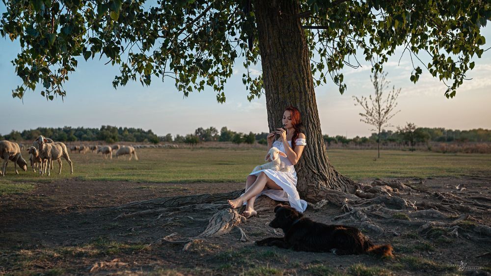 Nine Picture Story-The Lost Lamb