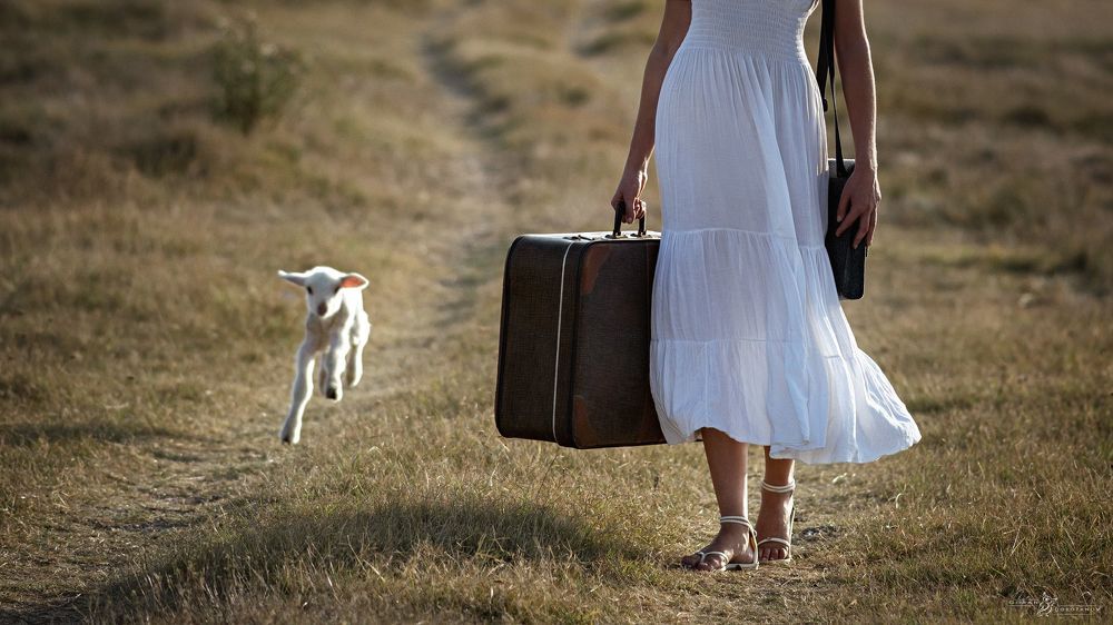 Nine Picture Story-The Lost Lamb