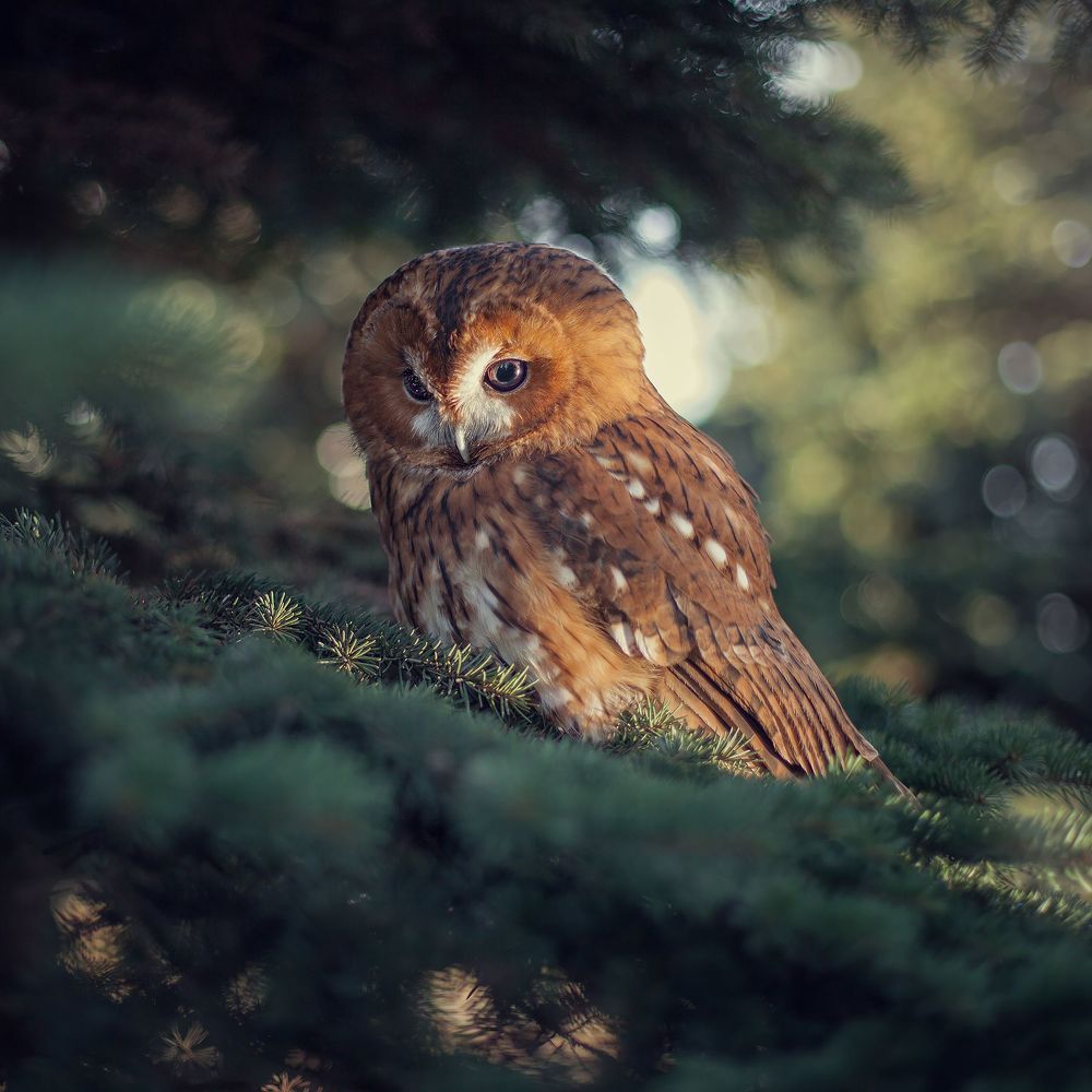 Little Friends