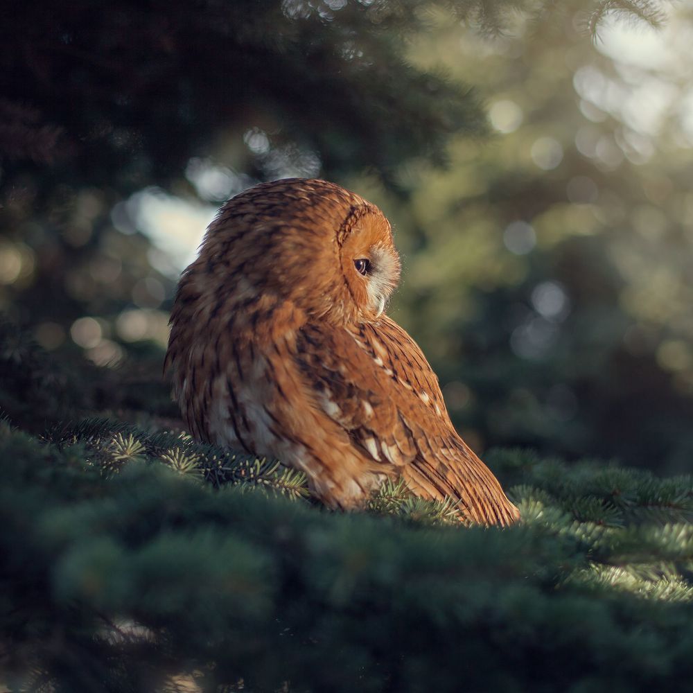 Little Friends