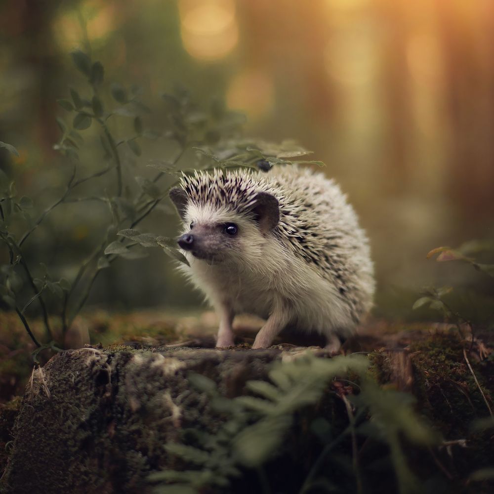 Little Friends
