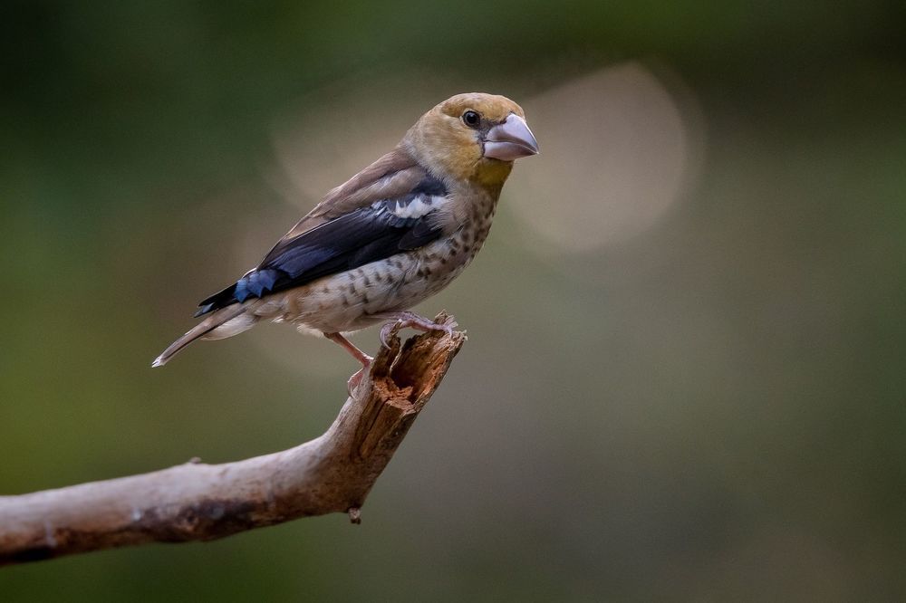 Hawfinch at drinkstation