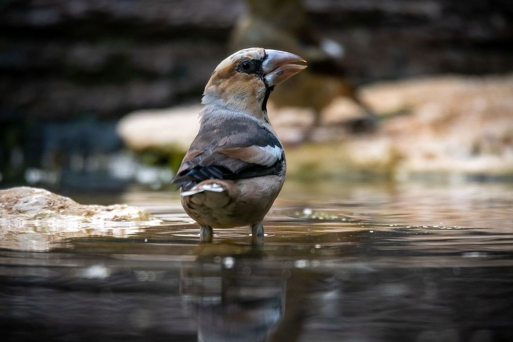 Hawfinch at drinkstation