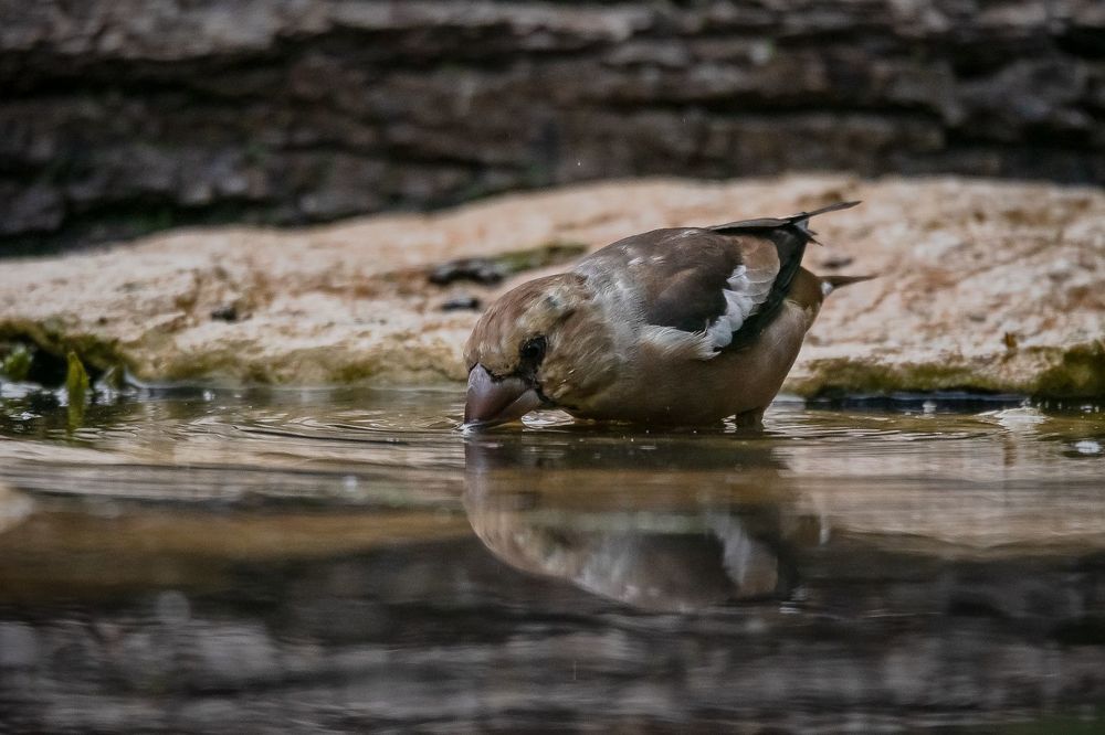 Hawfinch at drinkstation