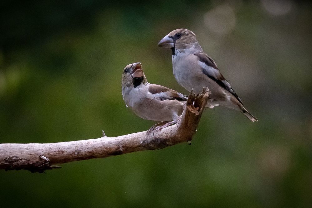 Hawfinch at drinkstation