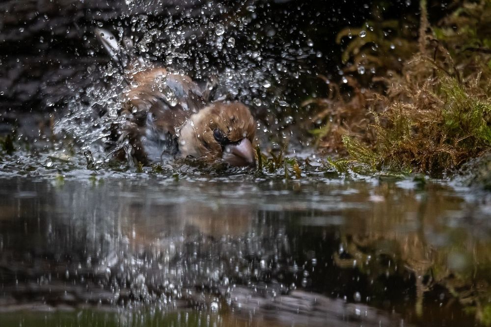 Hawfinch at drinkstation