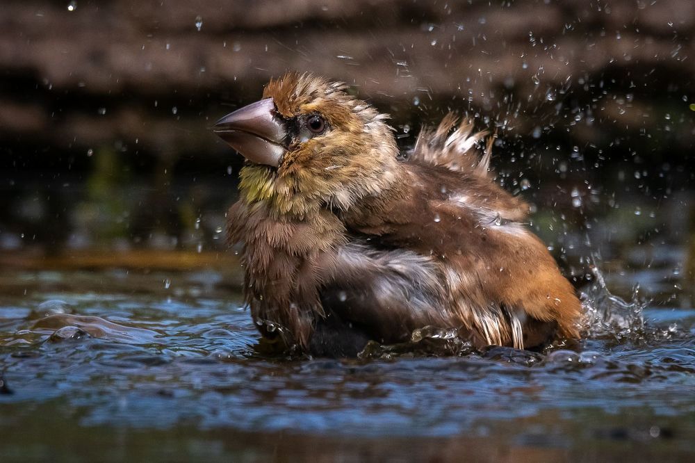 Hawfinch at drinkstation