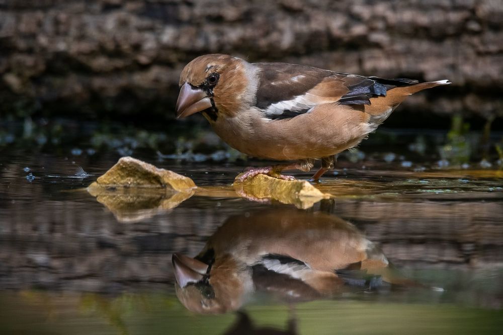 Hawfinch at drinkstation