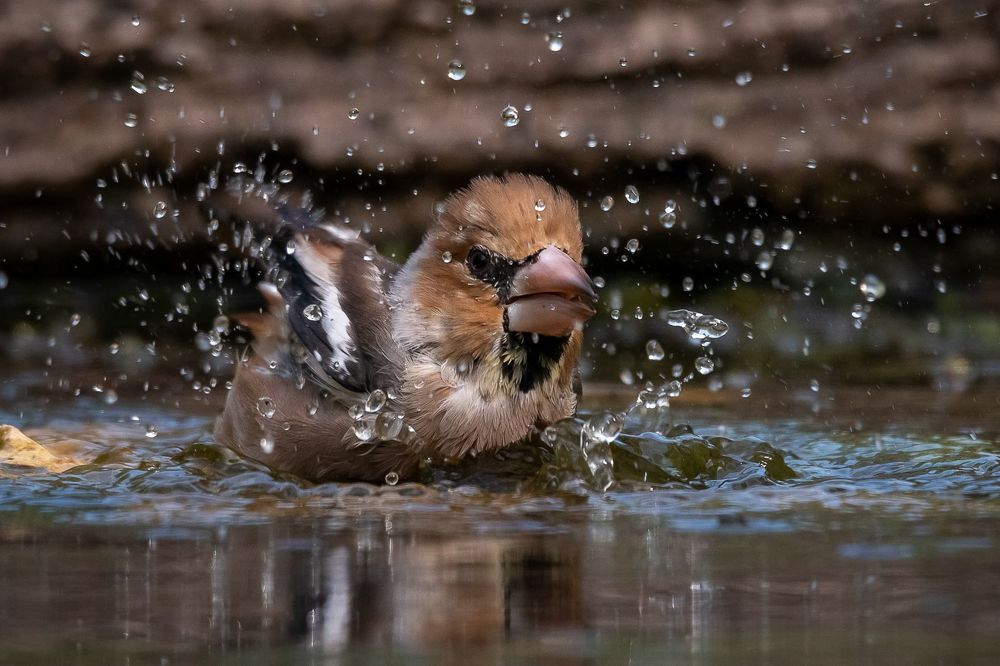 Hawfinch at drinkstation