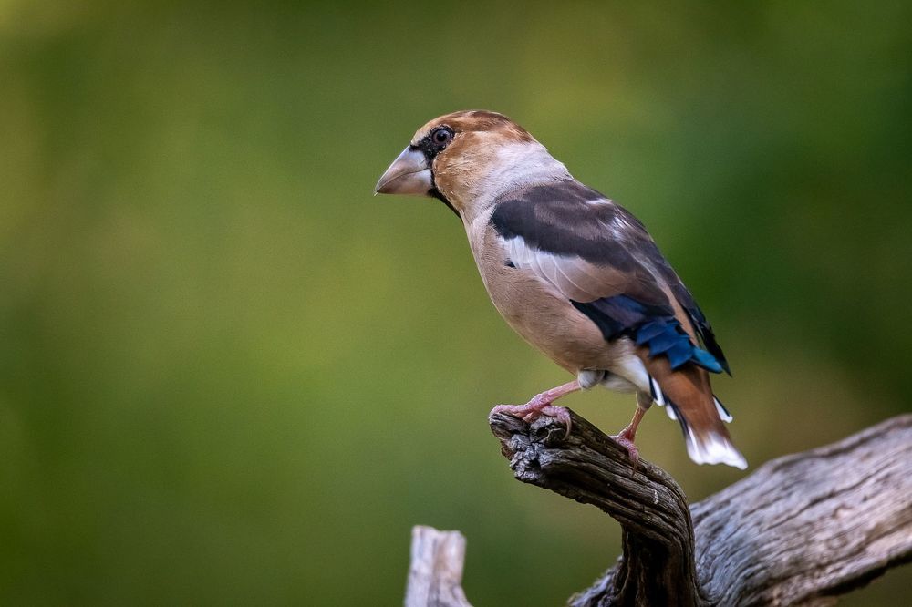Hawfinch at drinkstation