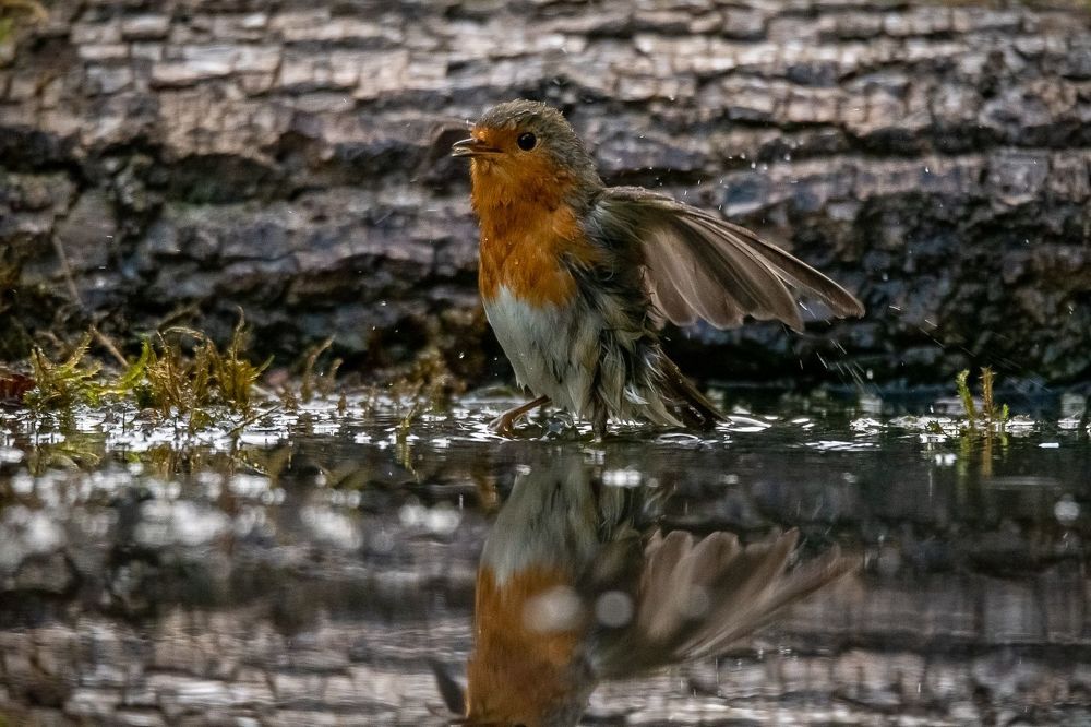 Robin at drinkstation
