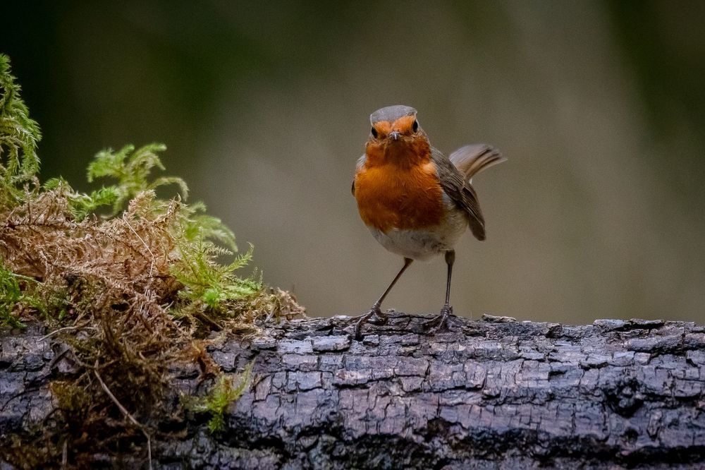 Robin at drinkstation