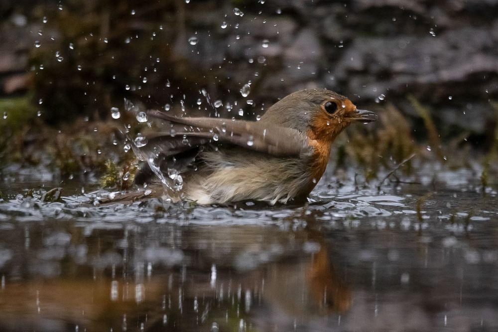 Robin at drinkstation