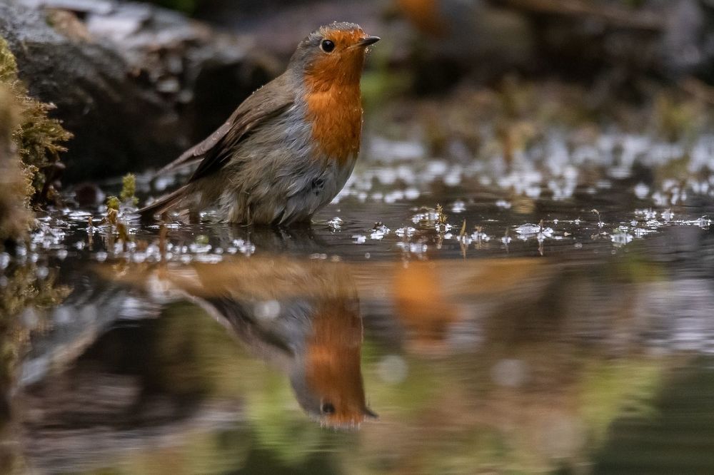 Robin at drinkstation